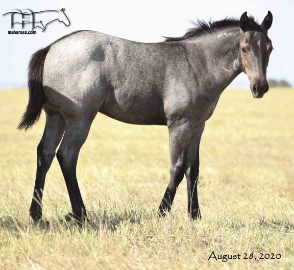 Wyo Bones MA's 2020 Roan Filly